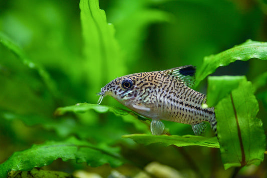Fish sitting on a leaf in an aquarium