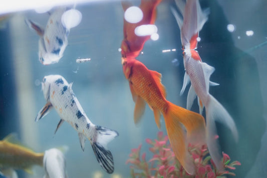 Correct Aquarium Water Temperature