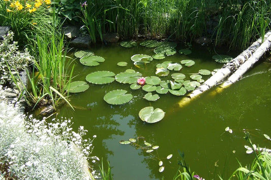 How to prepare a garden for a pond