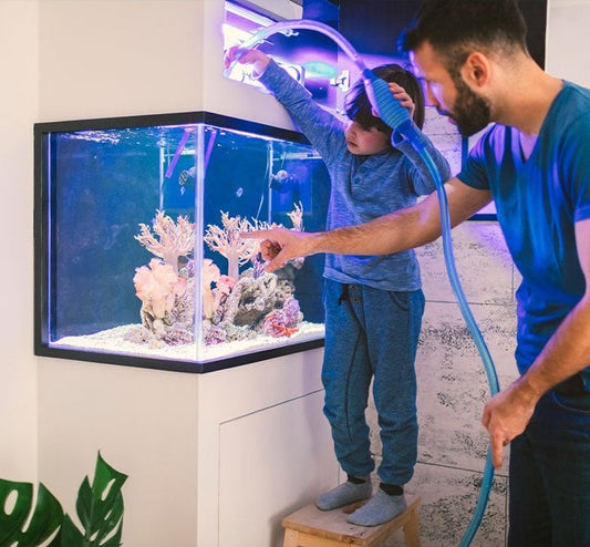 Beginner’s Aquarium Guide
