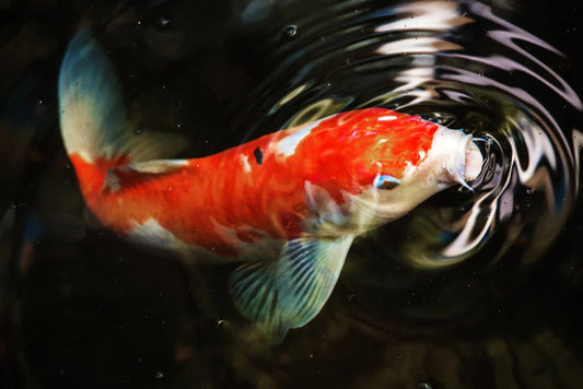 Choosing Koi for Your Pond