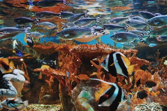 Aquarium Guide: Top 5 Tips & Tricks
