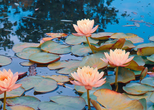 Pink pond plants and water lilies