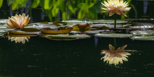 A Beginner's Guide To Pond Filters