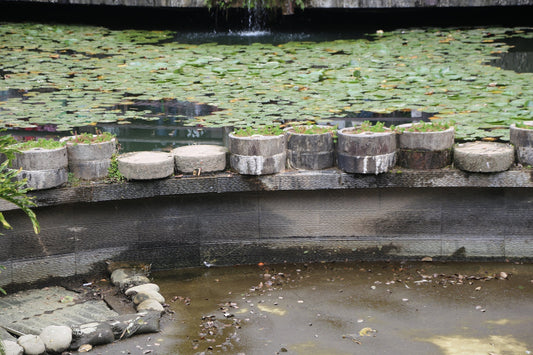 Wooden edge of a raised pond with lilypads on the surface