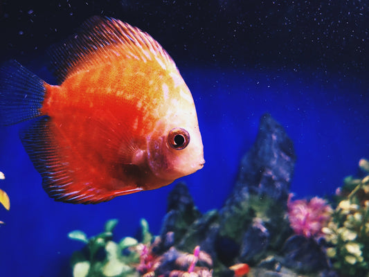 orange tropical fish