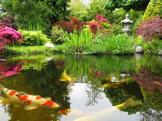 Pond Care: Seasonal Summer Maintenance