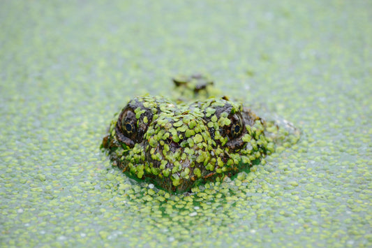 How to Add Oxygen to Your Pond