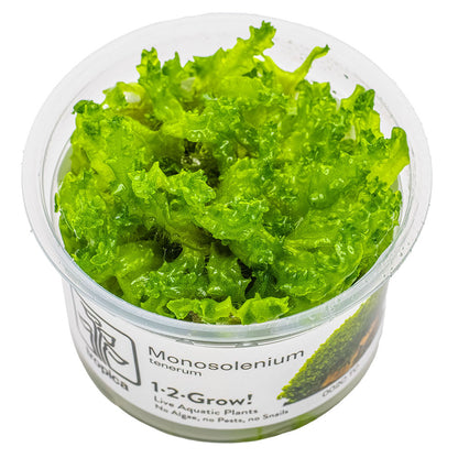 Monosolenium Tenerum 1-2-Grow