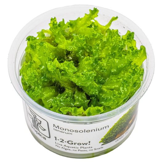 Monosolenium Tenerum 1-2-Grow
