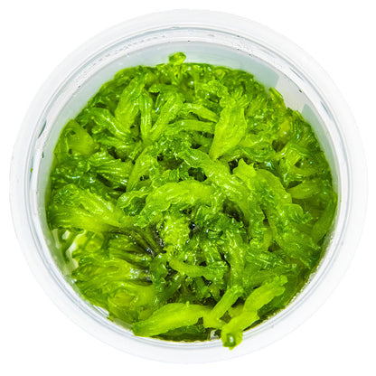 Monosolenium Tenerum 1-2-Grow