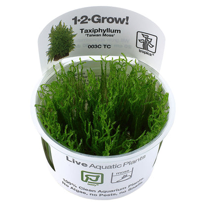 Taxiphyllum Alternans Taiwan Moss 1-2-Grow