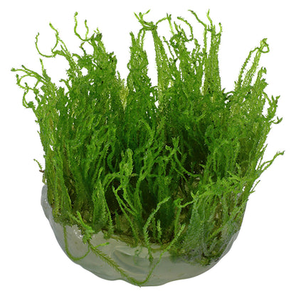 Taxiphyllum Alternans Taiwan Moss 1-2-Grow