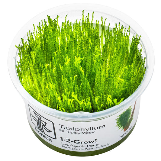 Taxiphyllum Sp. Spiky Moss 1-2-Grow