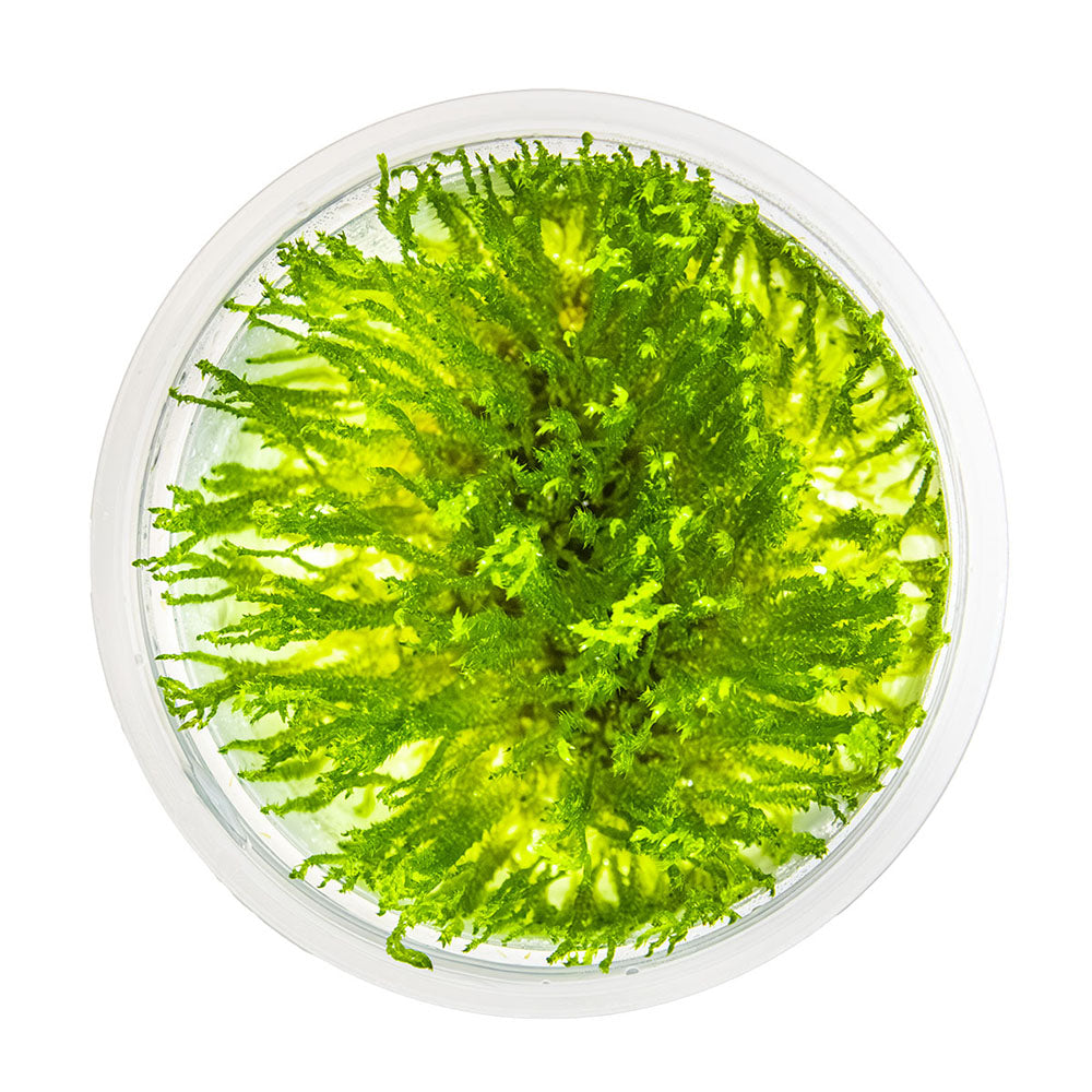 Tropica Taxiphyllum Sp. Spiky Moss 1-2-Grow