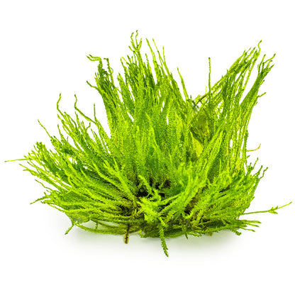Tropica Taxiphyllum Sp. Spiky Moss 1-2-Grow