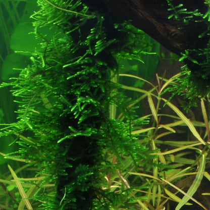 Tropica Taxiphyllum Sp. Spiky Moss 1-2-Grow