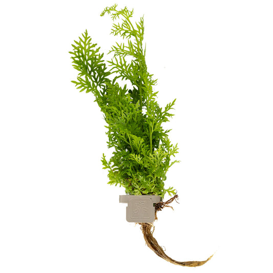 Ceratopteris Thalictroides - Plant Clip