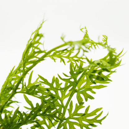 Tropica Ceratopteris Thalictroides - Plant Clip