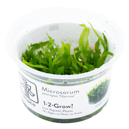 Microsorum Pteropus Narrow 1-2-Grow