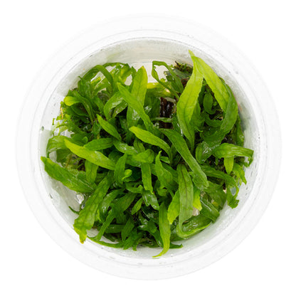 Tropica Microsorum Pteropus Narrow 1-2-Grow