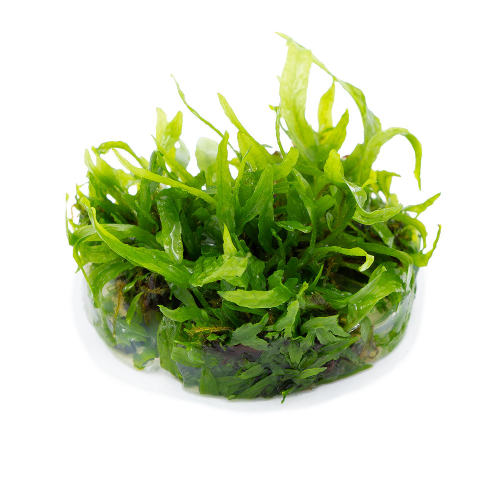 Microsorum Pteropus Narrow 1-2-Grow