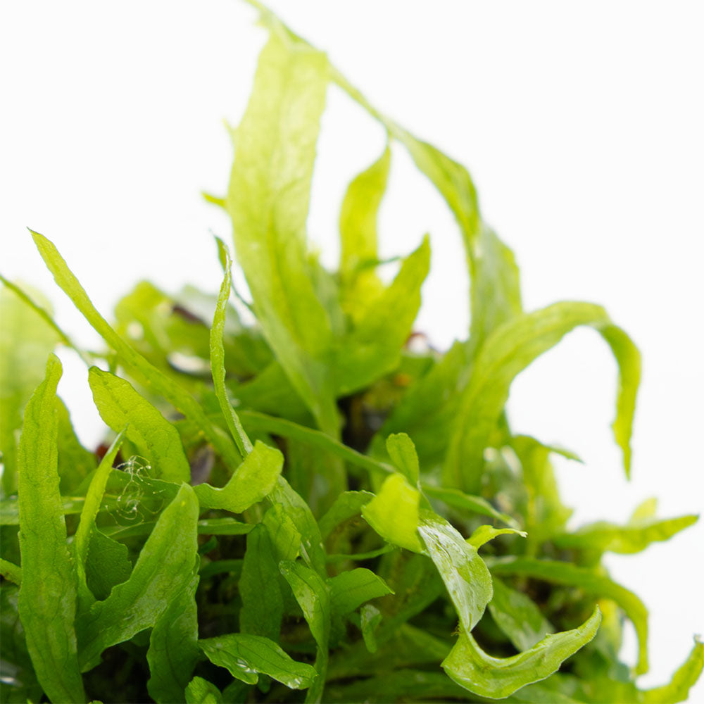 Tropica Microsorum Pteropus Narrow 1-2-Grow