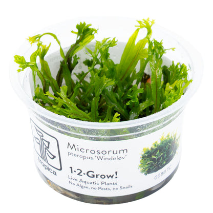 Tropica Microsorum Pteropus Windelov 1-2-Grow