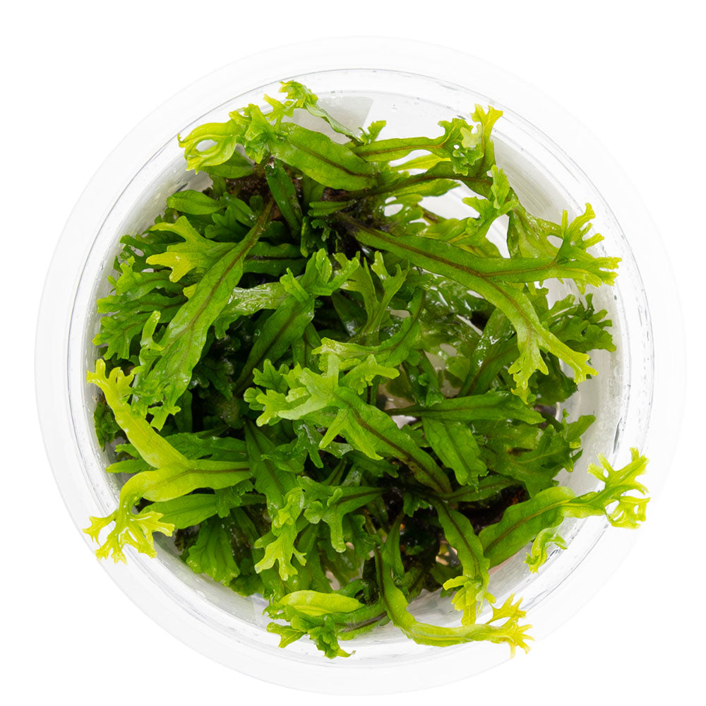 Microsorum Pteropus Windelov 1-2-Grow