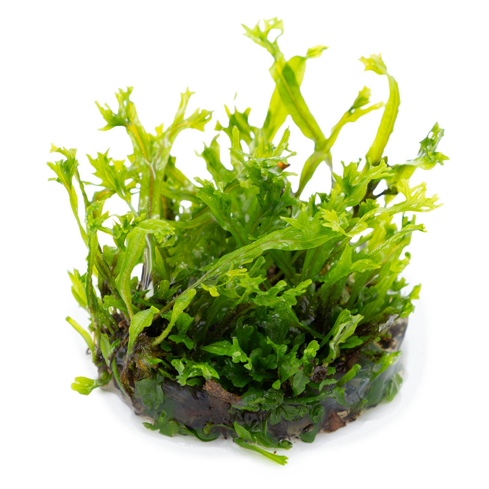 Microsorum Pteropus Windelov 1-2-Grow