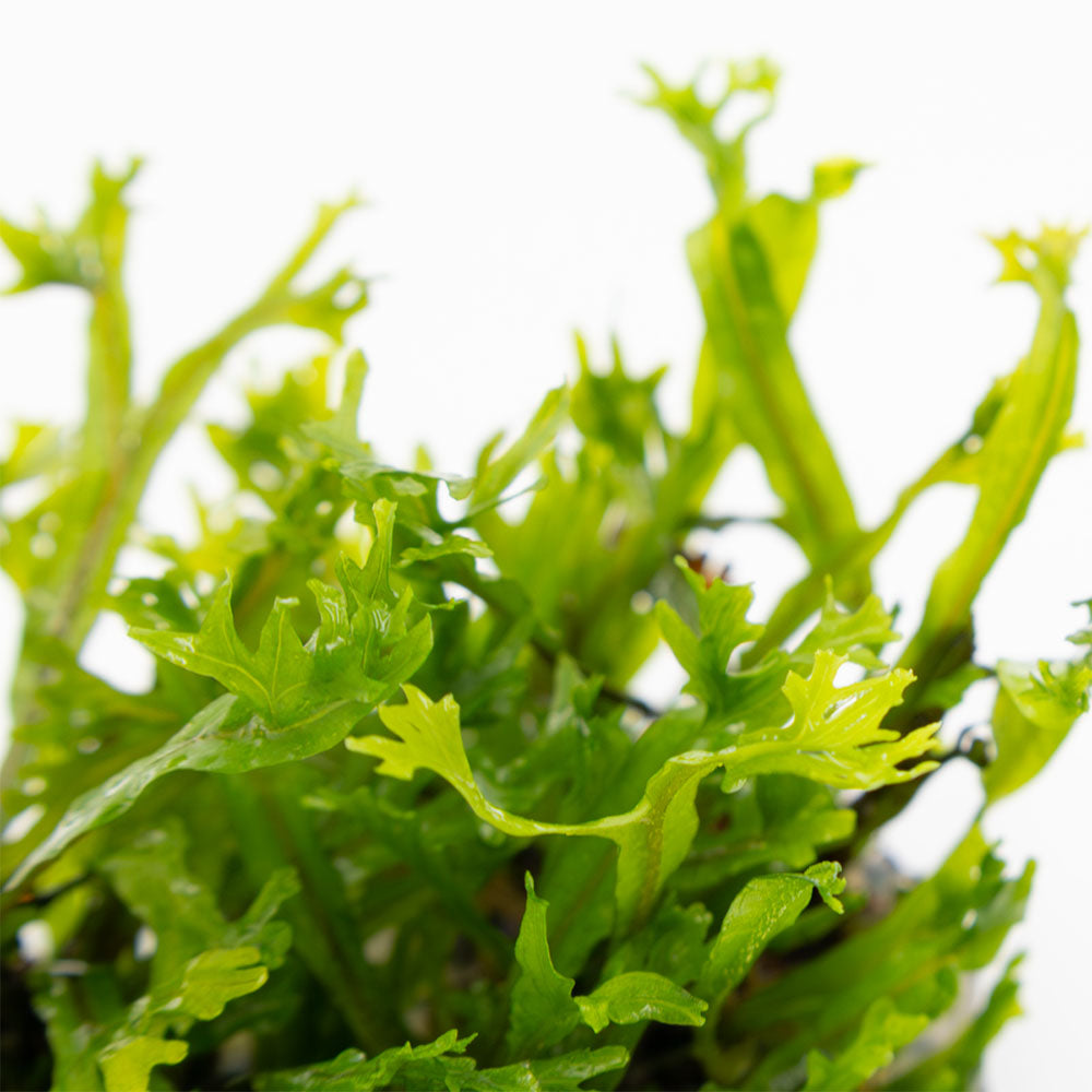 Tropica Microsorum Pteropus Windelov 1-2-Grow
