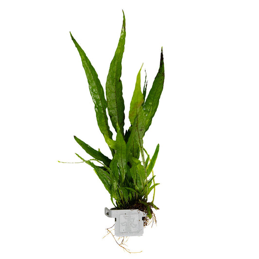 Microsorum Pteropus - Plant Clip