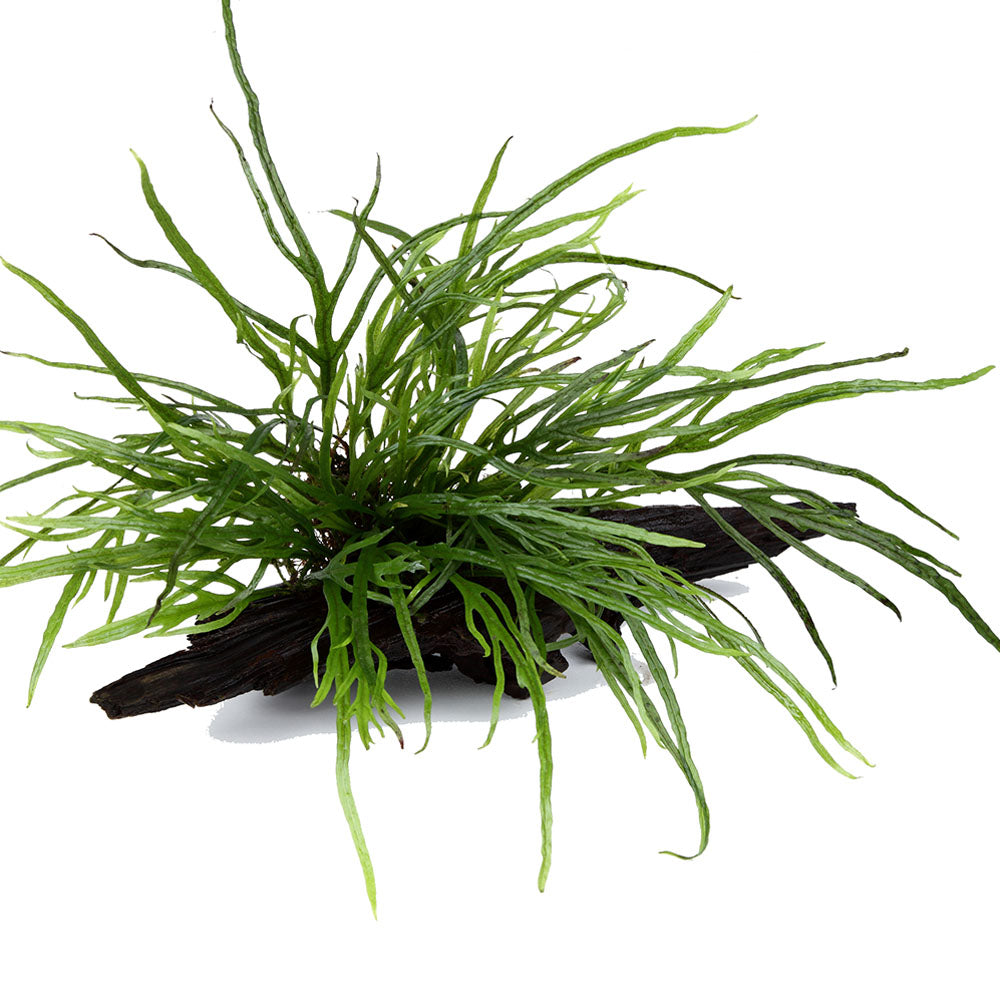 Tropica Microsorum Pteropus Trident On Wood