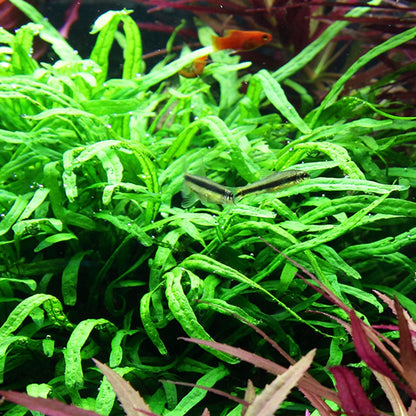 Tropica Microsorum Pteropus Trident On Wood