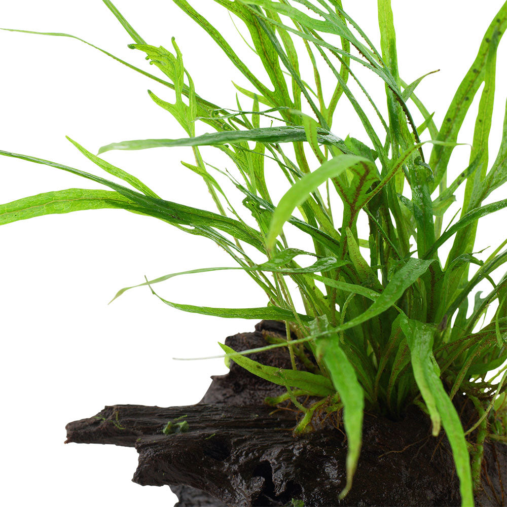 Tropica Microsorum Pteropus Trident On Wood