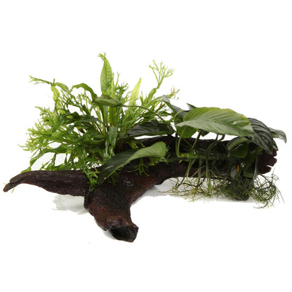 Tropica Microsorum - Anubias Duet On Wood - XL