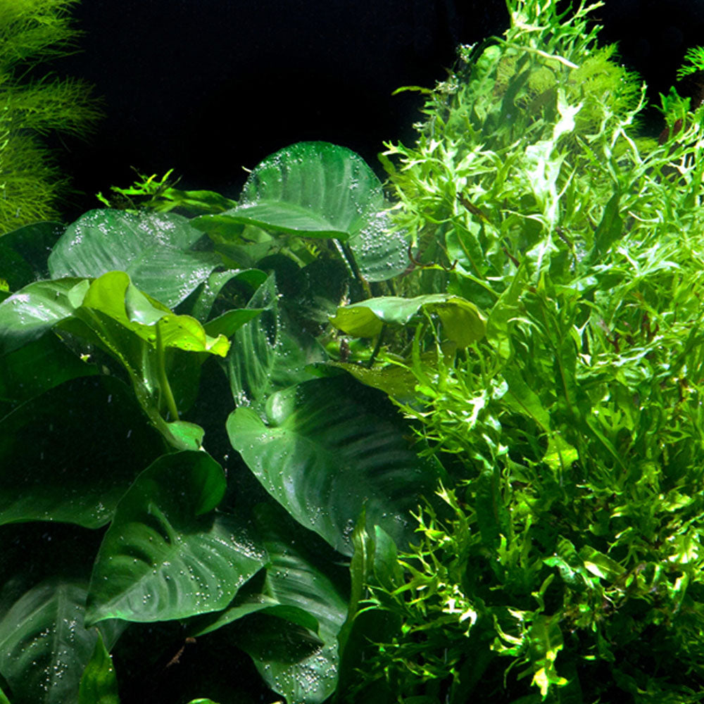 Tropica Microsorum - Anubias Duet On Wood - XL