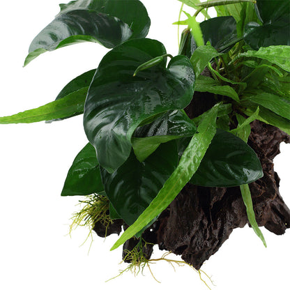 Tropica Microsorum - Anubias Duet On Wood - XL