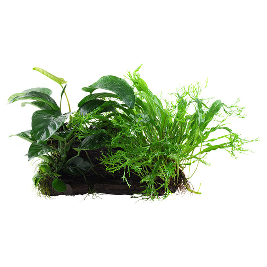 Microsorum - Anubias Duet On Wood - XL