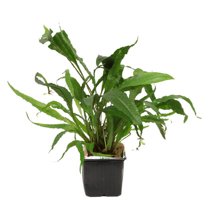 Microsorum Pteropus XL Pot