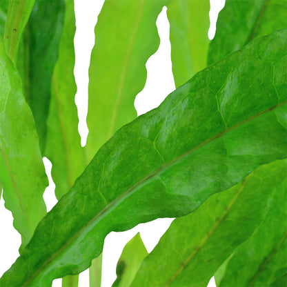 Microsorum Pteropus XL Pot