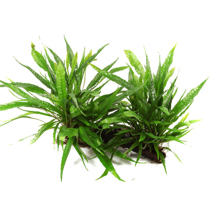 Tropica Microsorum Pteropus On Wood - XL