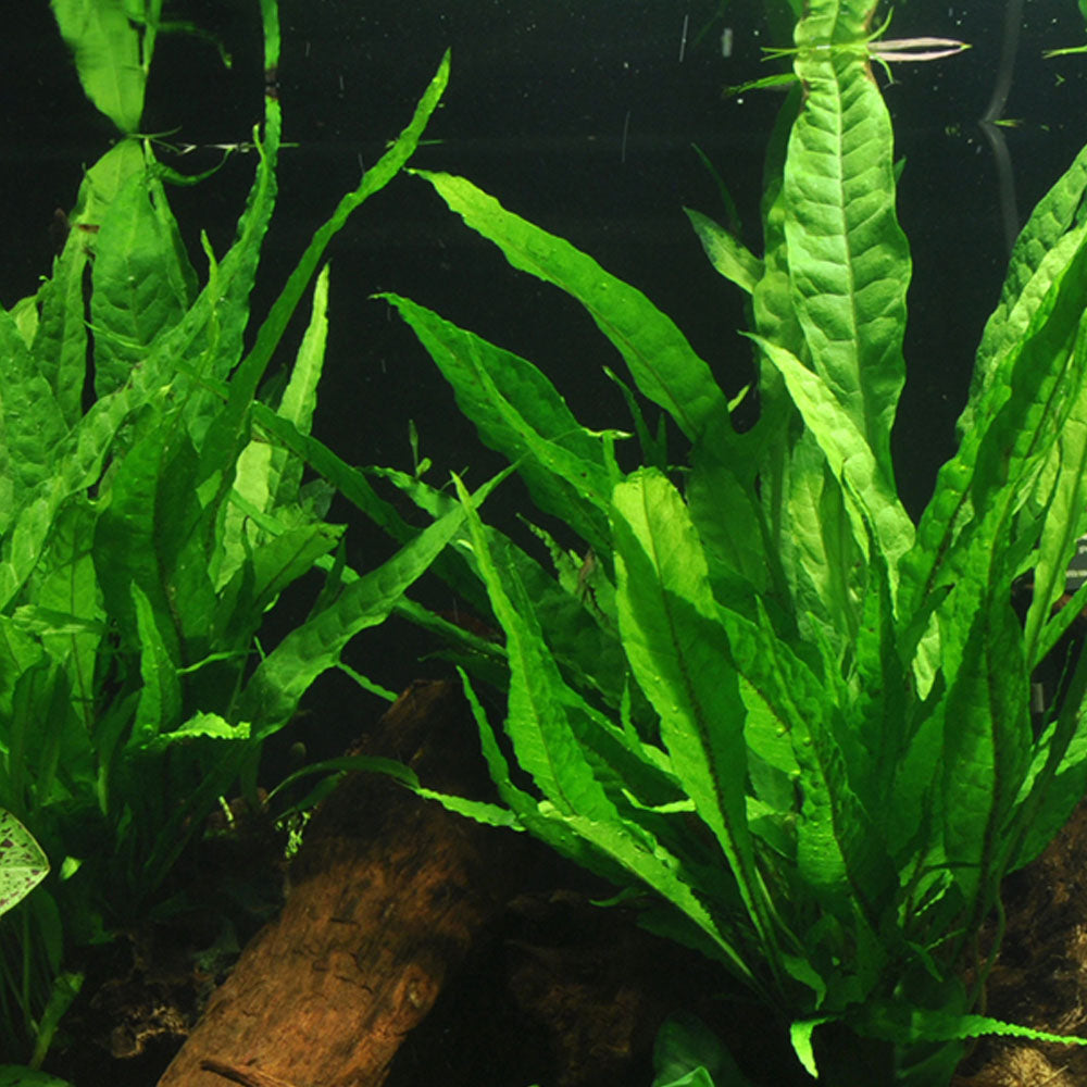 Tropica Microsorum Pteropus On Wood - XL