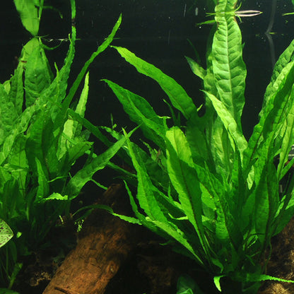 Tropica Microsorum Pteropus On Wood - XL