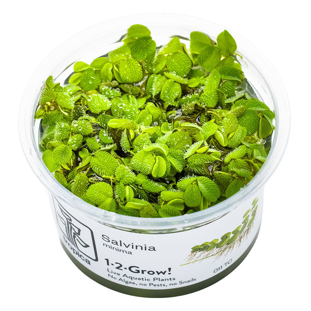 Salvinia Minima 1-2-Grow