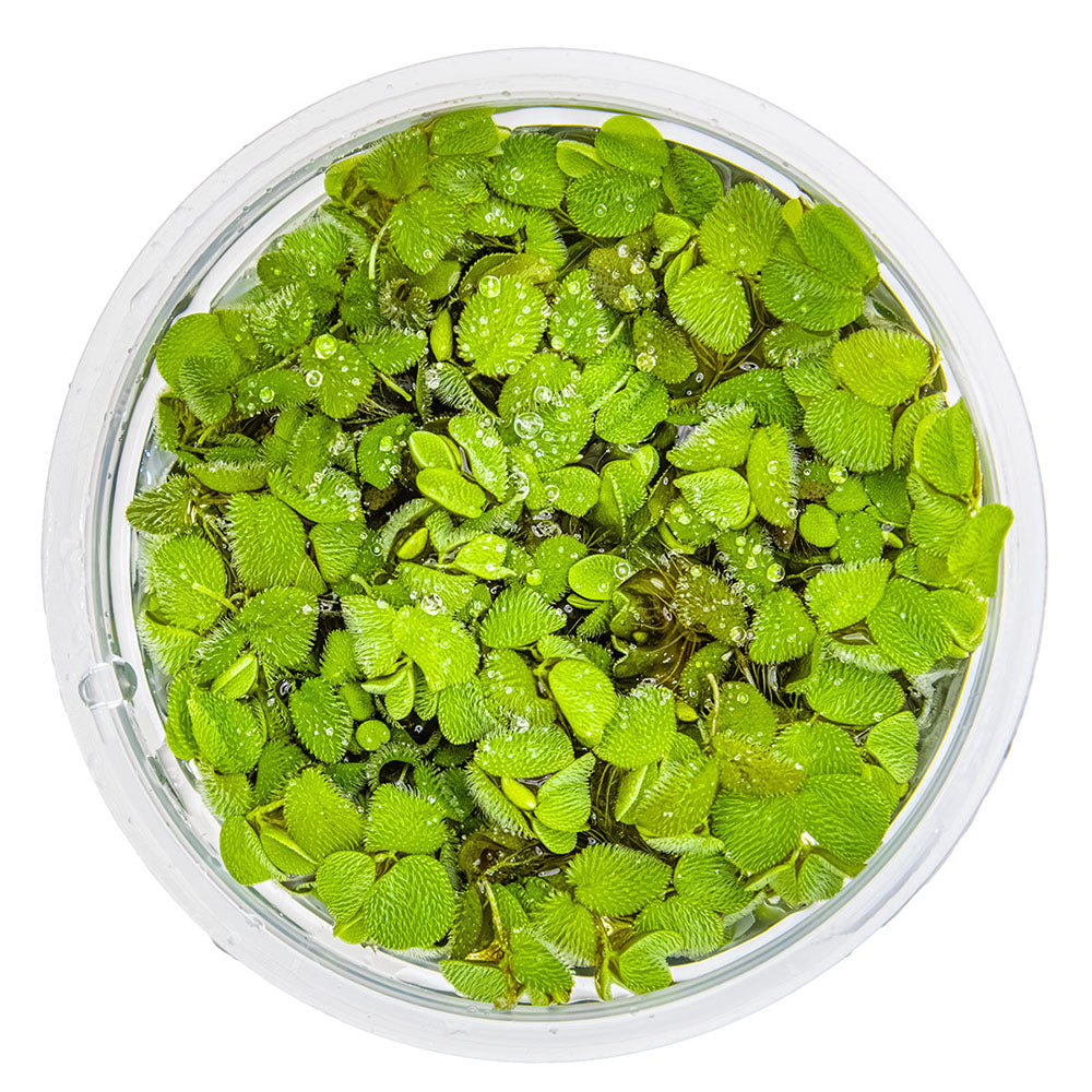 Salvinia Minima 1-2-Grow