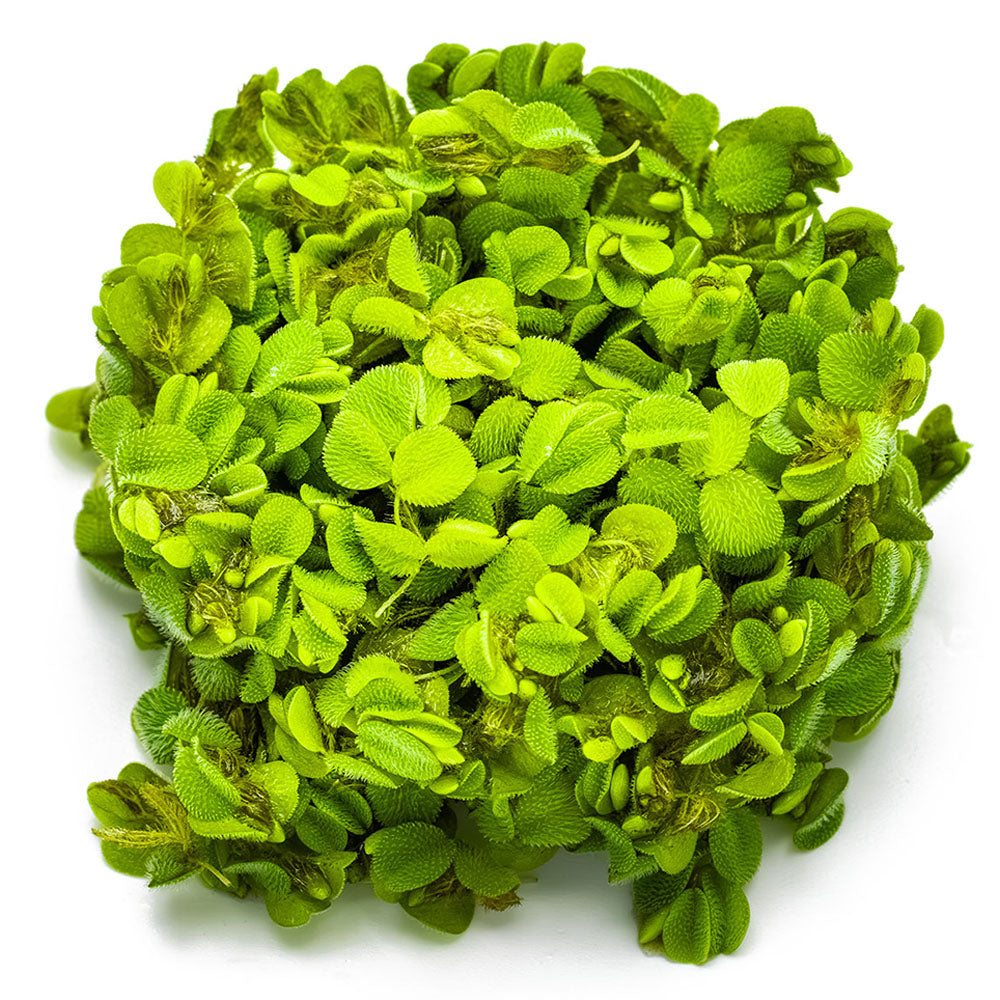 Salvinia Minima 1-2-Grow