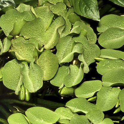 Salvinia Minima 1-2-Grow