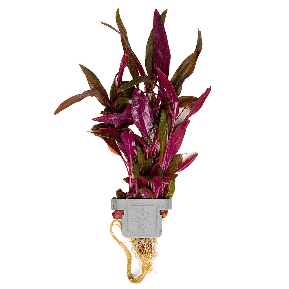 Alternanthera Reineckii Pink - Plant Clip