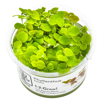 Phyllanthus Fluitans 1-2-Grow